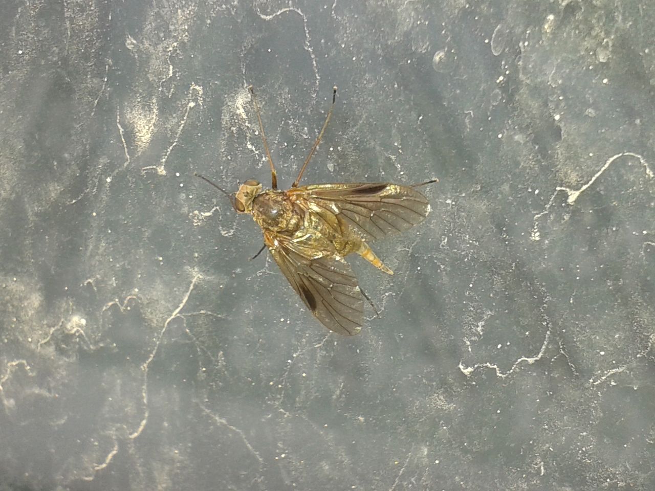 Chrysopilus splendidus?